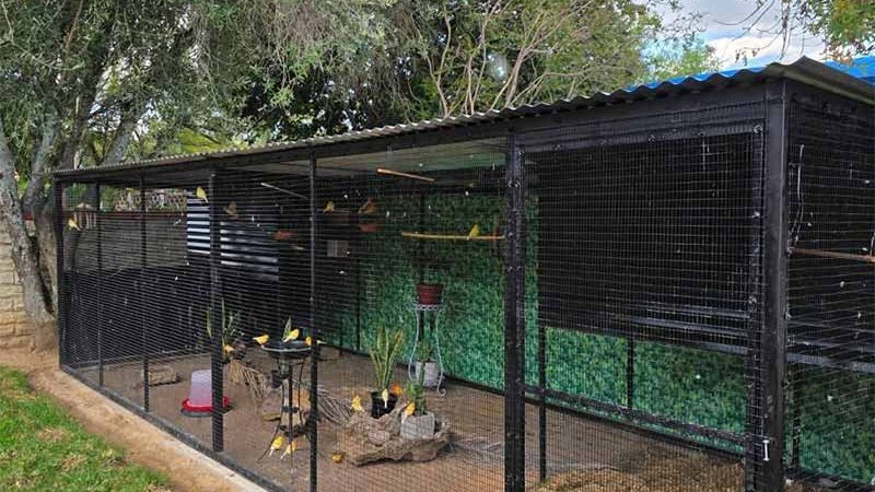 bird-cages