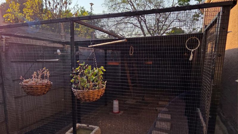 We build Chicken and Bird Cages